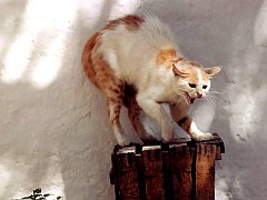 Gatti (137)